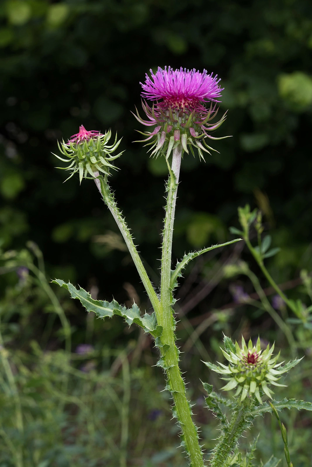 Photo Maurizio Broglio - Carduus nutans subsp. platylepis